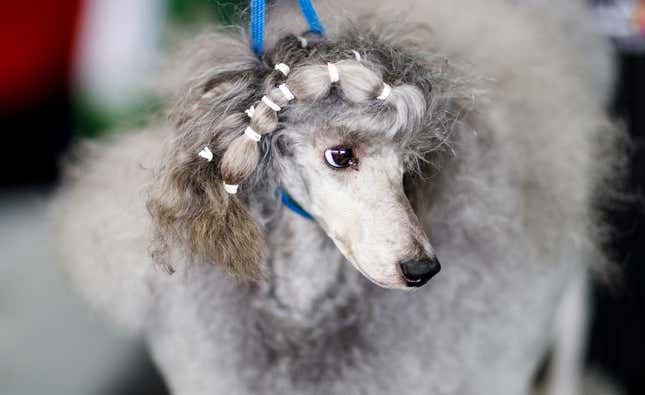 Image for article titled King’s realm: Behind the scenes at the Westminster Dog Show