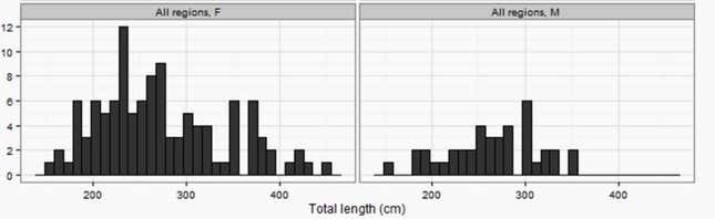Female versus male tiger sharks caught in WA’s drumlines.