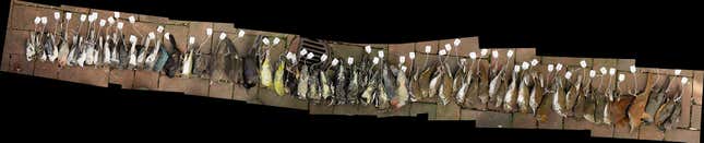 Image for article titled Glass architecture is killing millions of migratory birds