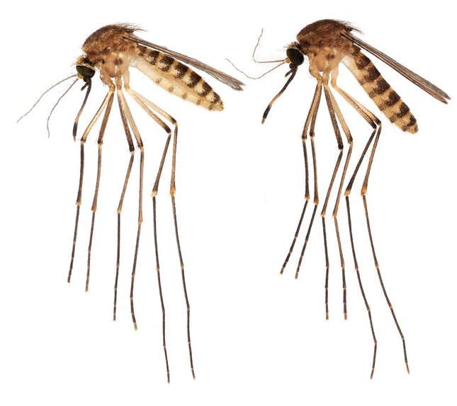 Imagen del artículo sobre nueva especie de mosquito Culex Lactator