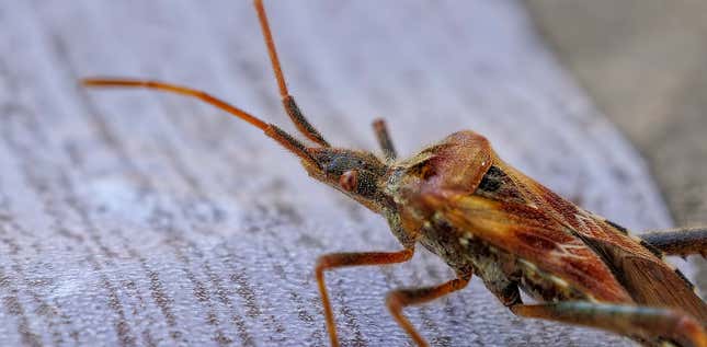 Imagen para el artículo titulado “Advertencia a la humanidad”: el estudio que alerta sobre la catastrófica extinción de insectos