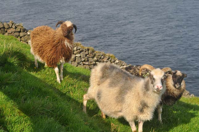 Sheep.