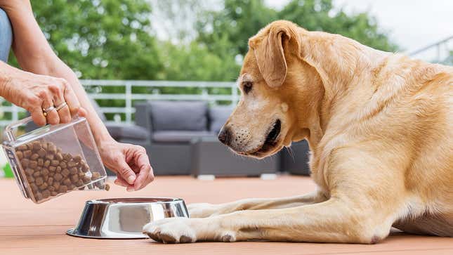 Image for article titled Signs It’s Time To Rehome Your Dog