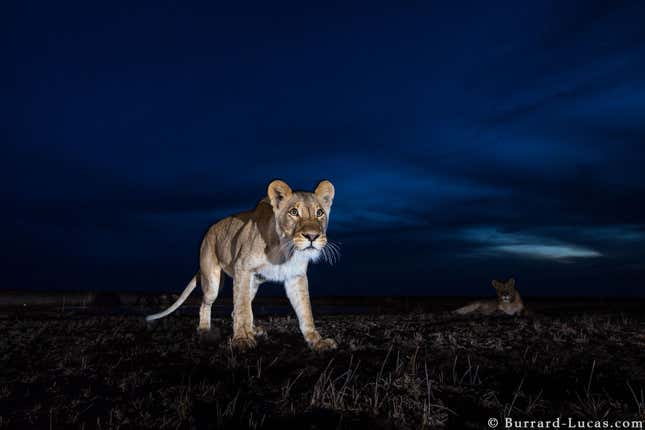 A lion spotted at the Liuwa Plain National Park, Zambia.