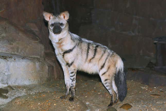 An aardwolf