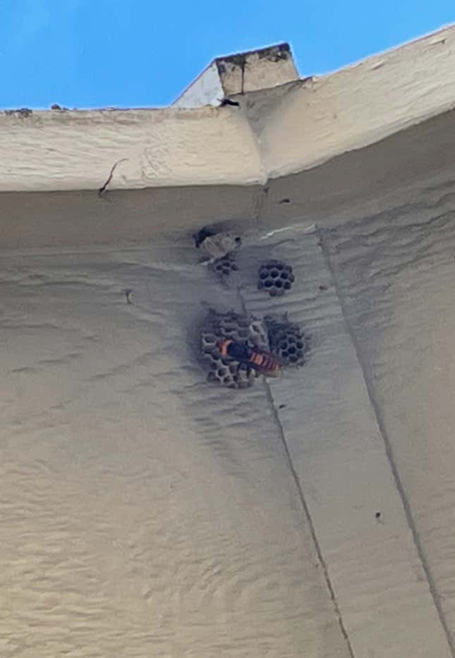 The murder hornet attacking a paper wasp’s nest.