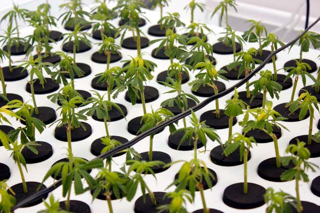 Baby cannabis plants growing in rows at Medigrow in Lesotho