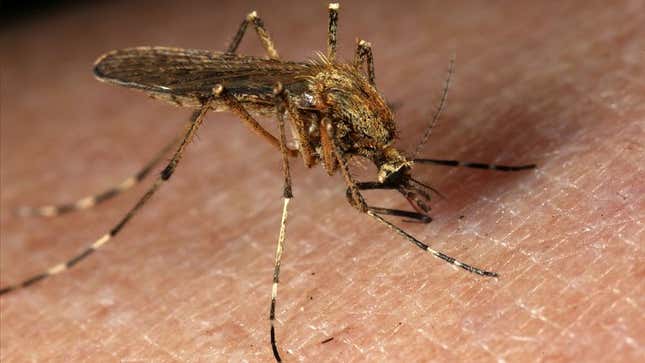 Image for article titled Mosquitoes Don't Even Need To Bite Us, Study Shows
