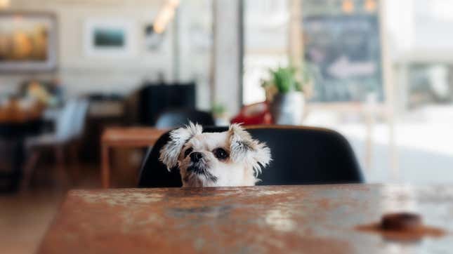 Image for article titled NYC restaurant’s dog menu includes $26 salmon for “dieting” canines