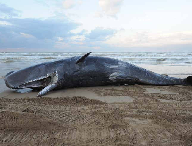 Image for article titled Beached Whale Trying To Hold On Until Sea Levels Rise