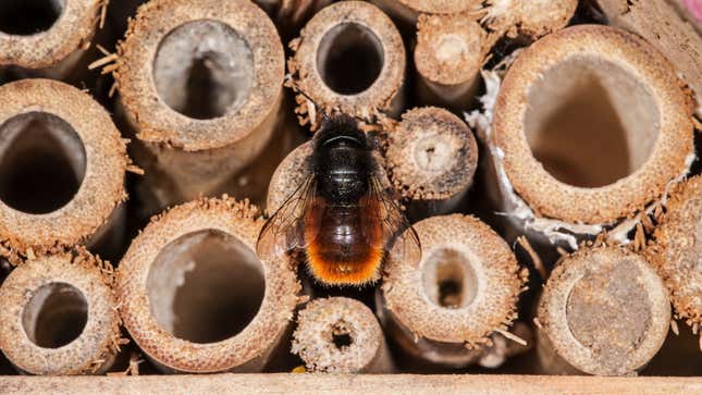 Image for article titled How to Correctly Set Up a Mason Bee House