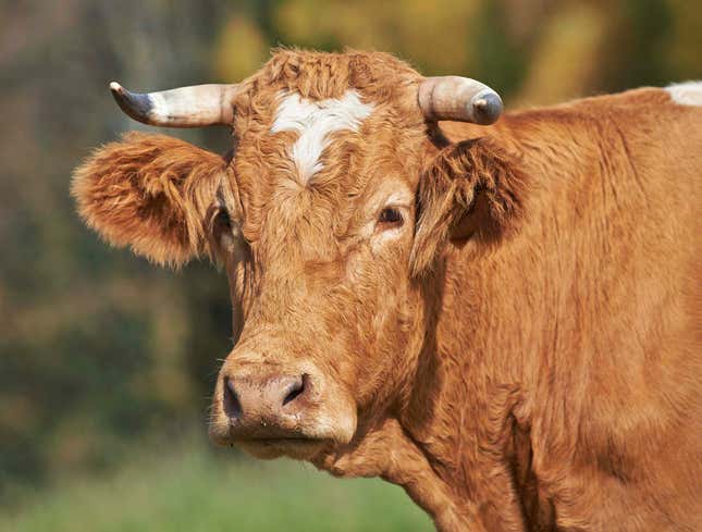 Image for article titled Cow Worried It Will Never Live Up To Father’s USDA Rating