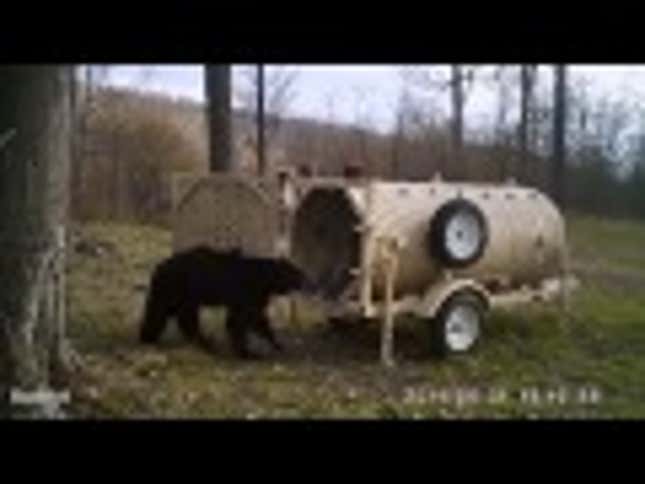 Cool Bear Settles In For A Back Scratch, Gets Himself A Surprise Donut