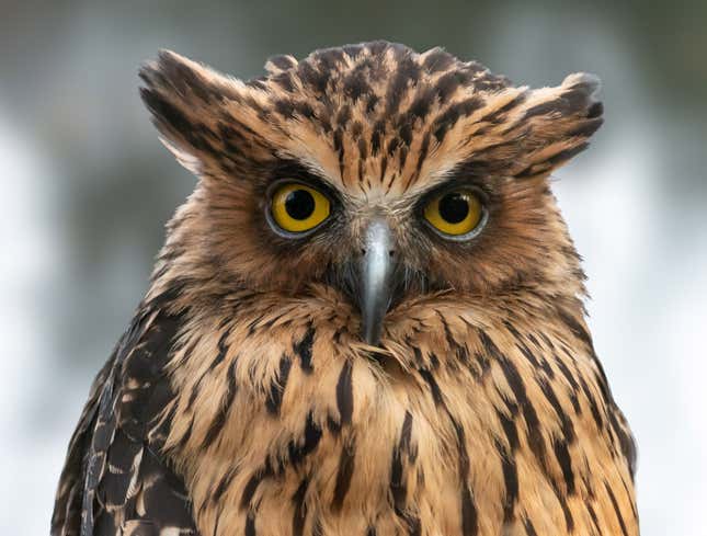 Image for article titled Owl Upset After Yet Another Discussion With Parents Devolves Into Hooting