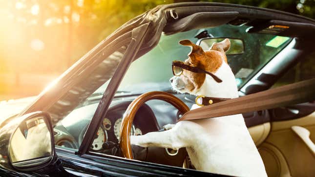 Image for article titled How to Safely Take Car Rides With Your Dog