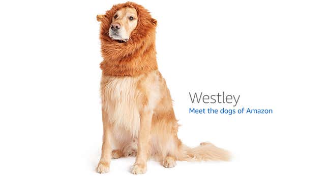 Image for article titled Amazon's Error Dogs, Ranked