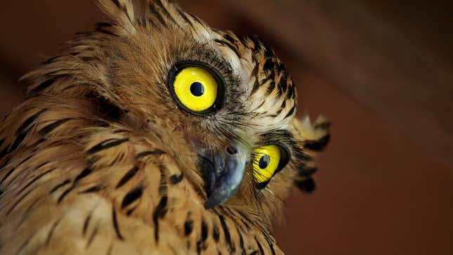 Image for article titled Ornithologists Attribute Owls’ Nocturnal Lifestyle To Hard Cocaine Habit