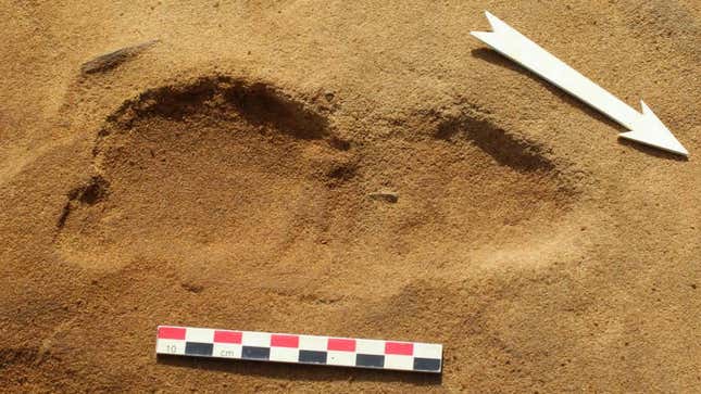 A fossilized Neanderthal footprint found at the Le Rozel site in Normandy, France.