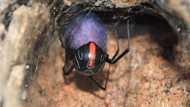 Female Phinda button spider with its purple egg sac.
