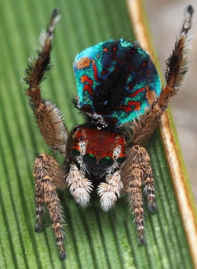 Descubren En Australia Nuevas Especies De Espectaculares Arañas