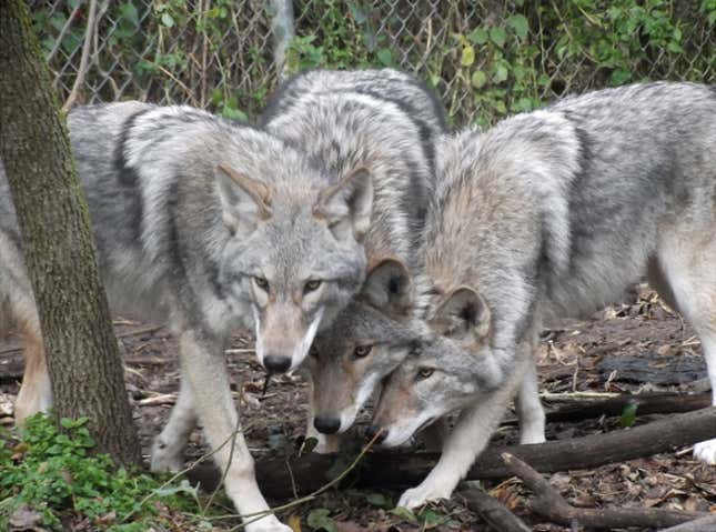 More coywolves.