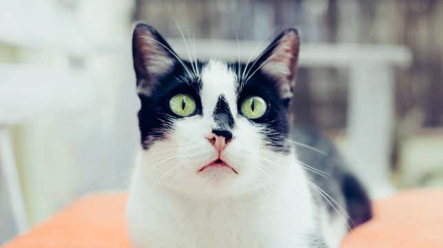 Wide-eyed black and white cat