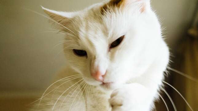 Imagen para el artículo titulado Han creado una vacuna para las personas alérgicas a los gatos, pero todavía no te la van a dar