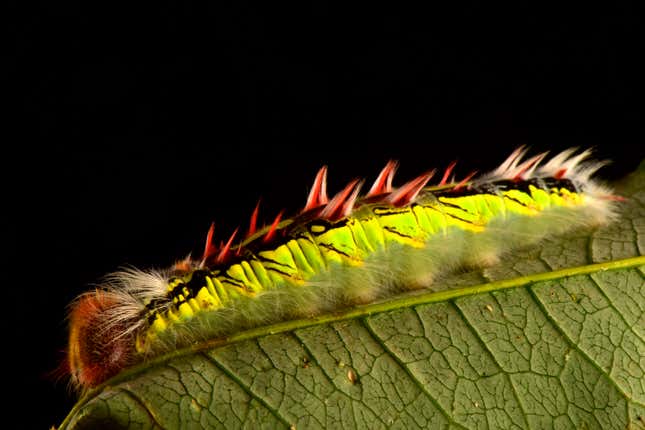 This caterpillar loves Good Charlotte.