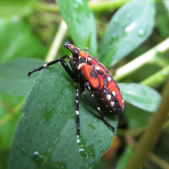 A spotted lanternfly nymph, during the late stages. 