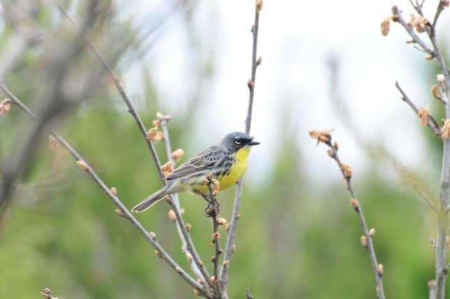 This warbler doesn’t mind being referred to as a dinosaur.