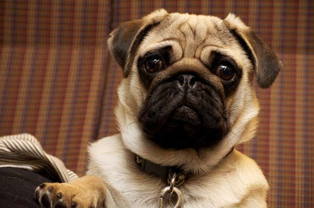 Imagen para el artículo titulado Por qué no puedes utilizar los collares y repelentes anti pulgas y garrapatas de tu mascota