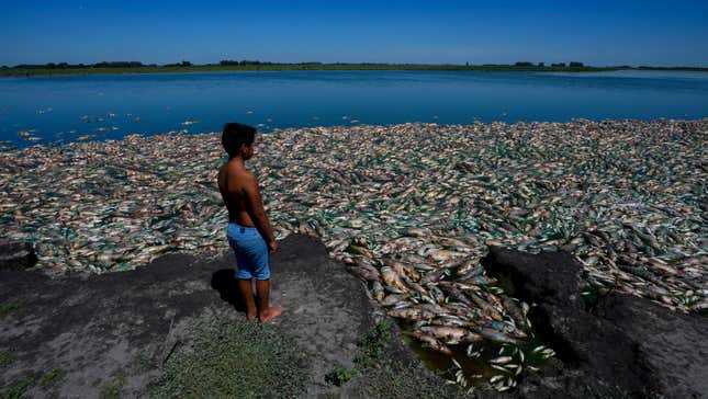A boy stands on the bank of the Salado River in Buenos Aires Province looking at the dead fish on January 22, 2023.