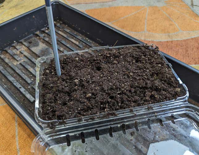 A plastic strawberry container full of seed starting mix, with a pencil standing up in it, to make divots for seeds, sitting in a 1020 tray. 