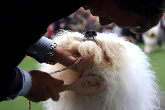 Image for article titled King’s realm: Behind the scenes at the Westminster Dog Show