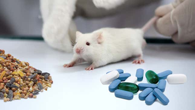 Image for article titled Researchers Train Mice To Choose Between Life-Saving Medications And Other Essentials