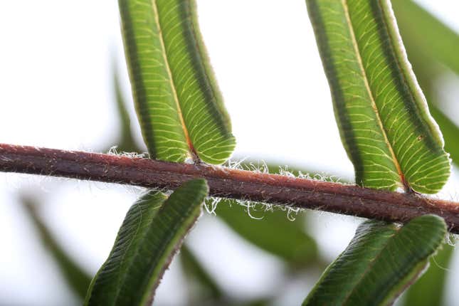 A Pteris frond up close.