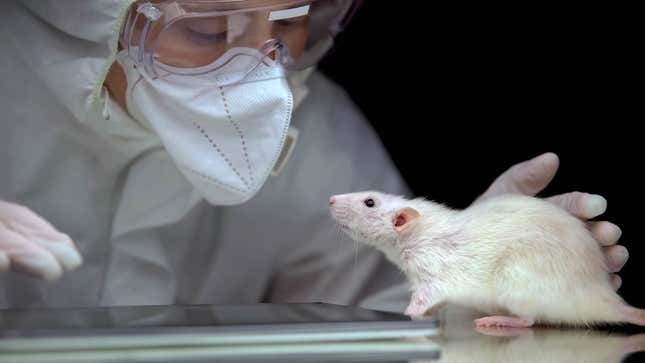 Image for article titled Cancer Researcher Develops Feelings For Lab Rat While Working Long Nights Alone Together