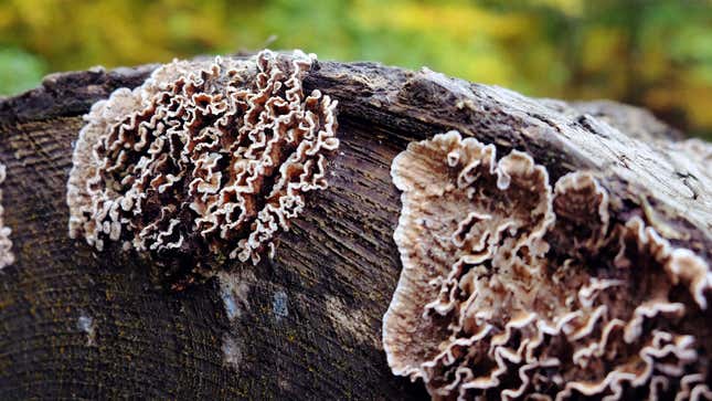 Silver leaf fungus on a dead tree stump in the UK.