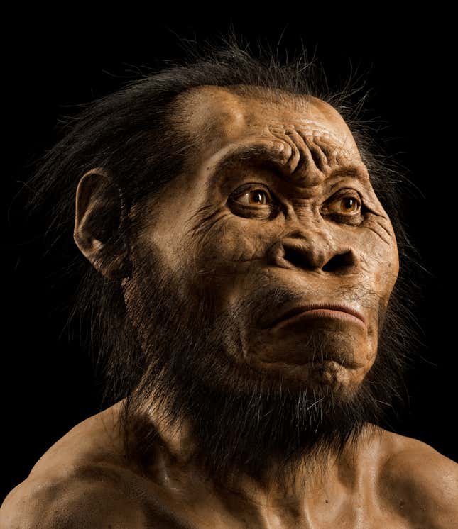 A reconstruction of Homo naledi by paleoartist John Gurche.