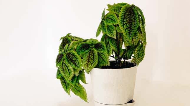 Image for article titled 8 Low-Maintenance, Pet-Safe Houseplants Anyone Can Grow