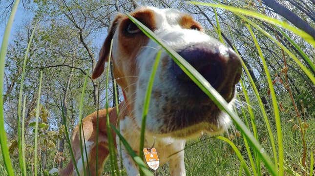 Close-up of dog sniffing grass