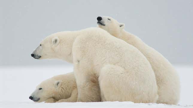 Three polar bears sitting on the tundra piled on top of each other.
