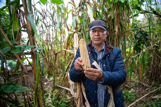 Roberto Cortez Viliegas harvests an ear of maze from an 18-foot high stalk of Sierra Mixe.