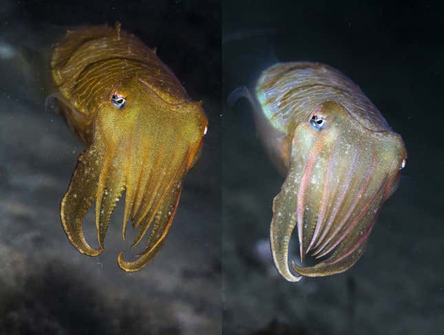 cuttlefish