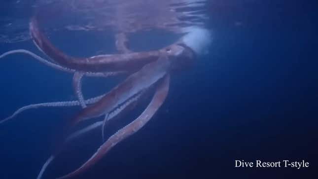 Imagen para el artículo titulado Un par de buzos consiguen grabar a un calamar gigante nadando frente a la costa de Japón