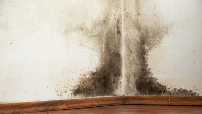 Image for article titled 5 Ways to Clean Mold From the Most Important Surfaces In Your Home