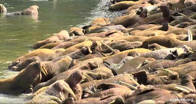 Image for article titled Now you can watch walruses in the wilds of Alaska, live, 24 hours a day