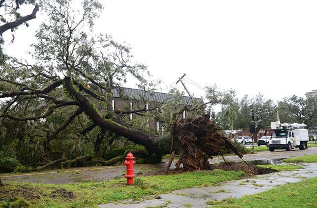 A downed tree blocking the road after being toppled by the winds and rain from Hurricane Ian o on September 29, 2022 in Bartow, Florida. 