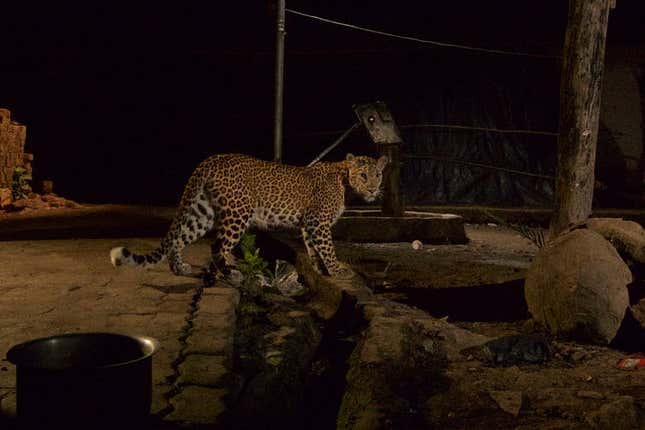 Leopards in the city help reduce the stray dog numbers.