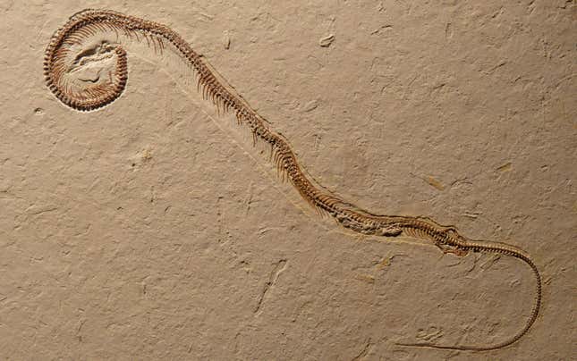 Tetrapodophis amplectus fossil.
